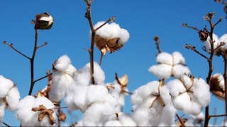 В вузах аграрной сферы будет внедрена кредитно-модульная система