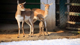 Tashkent Zoo has launched an animal guardianship program