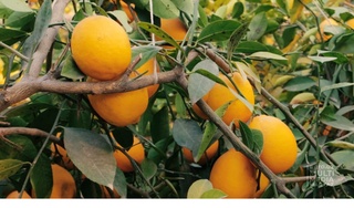 Oʻtgan yili Oʻzbekistonda 2332 gektar maydonda limon yetishtirildi