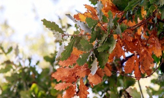 Эртага ҳаво ҳарорати 25 даражагача кўтарилади