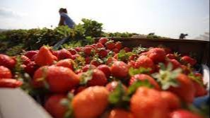 Ўзбекистон Польша меҳнат бозорига кириш осонлаштирилган давлатлар рўйхатига киритилиши мумкин