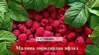 Malina dorilardan afzal