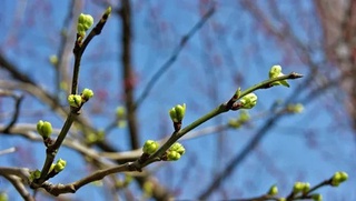 Эртага ҳаво ҳарорати 20 даражагача кўтарилади