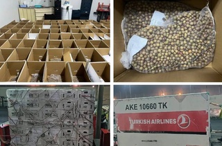 Из Египта в Узбекистан доставлены мини-клубни элитного семенного картофеля