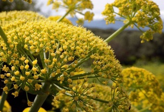 В Узбекистане организуются кластеры по выращиванию ферулы