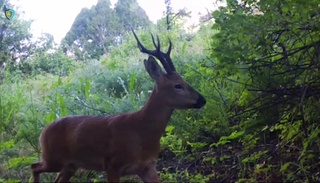 В Чаткале растет численность редкого вида оленей - европейских косуль