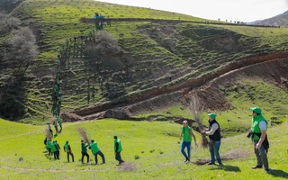Ўзбекистонда «Янги дарахт — янги нафас» республика экочемпионати ўтказилади