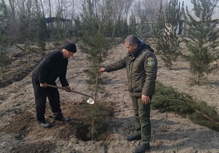 Дарахтларни аёвсиз кесаётганлар ўрнак олса арзийди