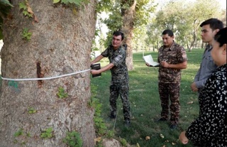 В Национальном парке Узбекистана экологи обнаружили множество поврежденных деревьев