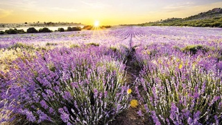 И в Сурхандарье растет… лаванда