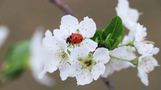 Эртага Ўзбекистон жанубида кундузи 22-27 даража илиқ бўлади