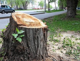 В Узбекистане в 2024 году удалось предотвратить вырубку более 600 тысяч деревьев