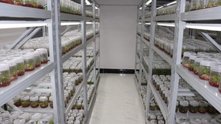 Турақлы келешекке қәдем: Қарақалпақстанда климатқа шыдамлы өндирис системалары раўажланбақта