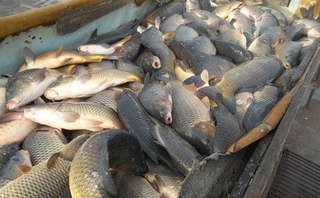 В Узбекистане за девять месяцев выловлено 98,5 тысяч тонн рыбы