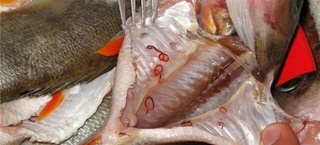 Qozog‘istonda baliqdan yuqadigan kasallikka chalinganlar soni ortmoqda. O‘zbekistonda vaziyat qanday?