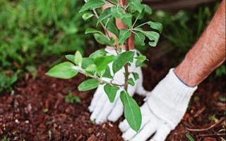 Ҳар бир туп дарахт бебаҳо неъмат