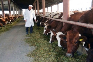 25 та туманда чорвачилик кластерлари ташкил этилади