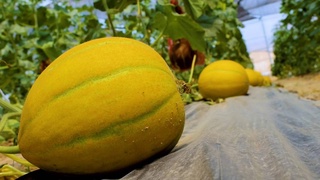 A greenhouse hybrid of melon "Zarkhal" was brought out in Uzbekistan
