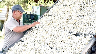 В чем фактор успеха ферганских шелководов