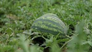 Кўкдалада тарвуз қачон пишади?