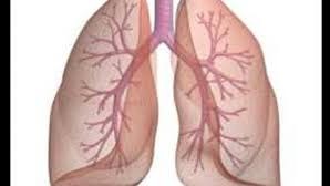 Шаш талшығынан 50 есе жеңішке