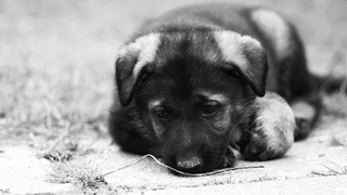 Не все участвовавшие в отстреле домашних собак в Навои были наказаны