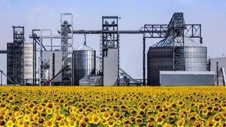 В Узбекистане к 2022 году мощности переработки семян подсолнечника достигнут 1,1 млн тонн