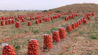 Шу йилнинг 1 январидан 4 ойга пиёз экспортига вақтинча чеклов ўрнатилди