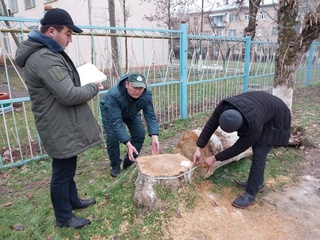 Тошкент вилоятида 57 туп кўп йиллик соғлом дарахтлар кесиб ташланди