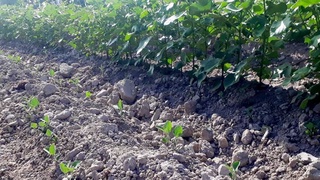 Хлопчатник и соя: в два раза больше прибыли, дополнительные рабочие места