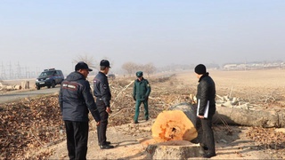 Андижонда дарахт кeсганларга жиноят иши очилди