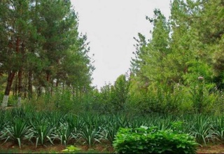 Всемирный банк утвердил 142 млн долларов льготного кредита для Узбекистана для восстановления деградированных земель и лесов