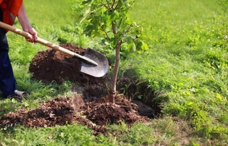 Жасыллықтан жайнаса өмир, гөззал болар дөретиўшилик