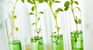 Subsidies will be provided for the purchase of "in vitro" seedlings