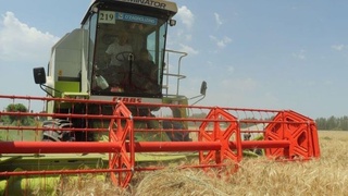 Хлеборобы Наманганской области вошли в пятерку лидеров страды