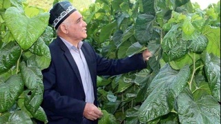 Марҳаматда тут кўчати экспорт қилинадиган бўлди