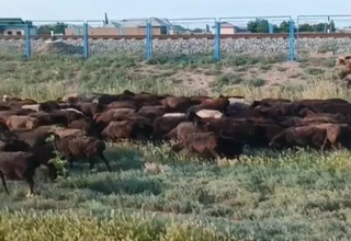 Дарахтларга шикаст етказган фуқаро 17 млн сўм жаримага тортилди