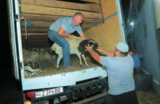 Мўғулистондан Наманганга 730 бош наслли қўй олиб келинди