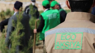 Мингта дарахтга кўп