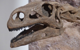 Археологлар қарийб 100 миллион йиллик динозавр бош суягини топишди