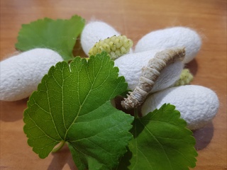 Пиллакорларларнинг кузги хирмонлари тўлмоқда