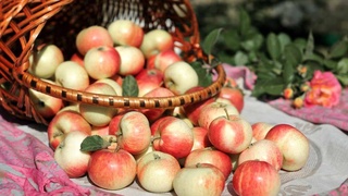 Новые аккорды «Наманганских яблок»