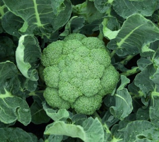 Аграрии одного из районов Навоийской области начали производство брокколи