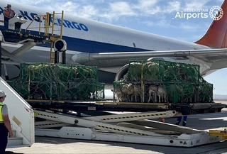 В Узбекистан из Монголии воздушным транспортом доставлена первая партия овец