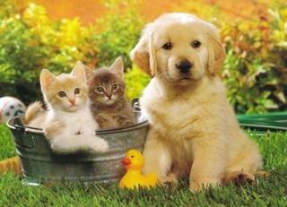 Аҳоли пунктларида итлар ва мушукларни сақлаш қоидалари қандай?