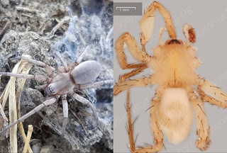 В пустыне Кызылкум обнаружили два неизвестных науке вида пауков