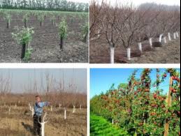 Навоий вилоятида жорий йилда 2,5 миллиондан зиёд дарахт кўчатлари ўтқазилади