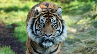 Таиландга қирилиб кетиш арафасида бўлган йўлбарслар қайтди