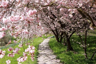 Узгидромет: к концу рабочей недели в Узбекистане температура воздуха повысится до +25 градусов