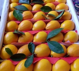 Limon eksporti kamaygan